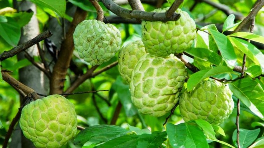 Bán giống na thái lan Bán giống na thái lan
