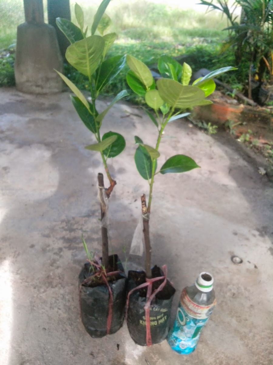 kỹ thuật trồng mít không hạt