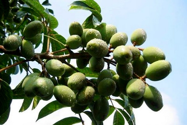 Giống Trám Trắng Giống Trám Trắng