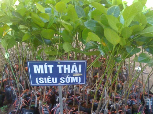 Kỹ thuật trồng cây Mít Thái Siêu Sớm