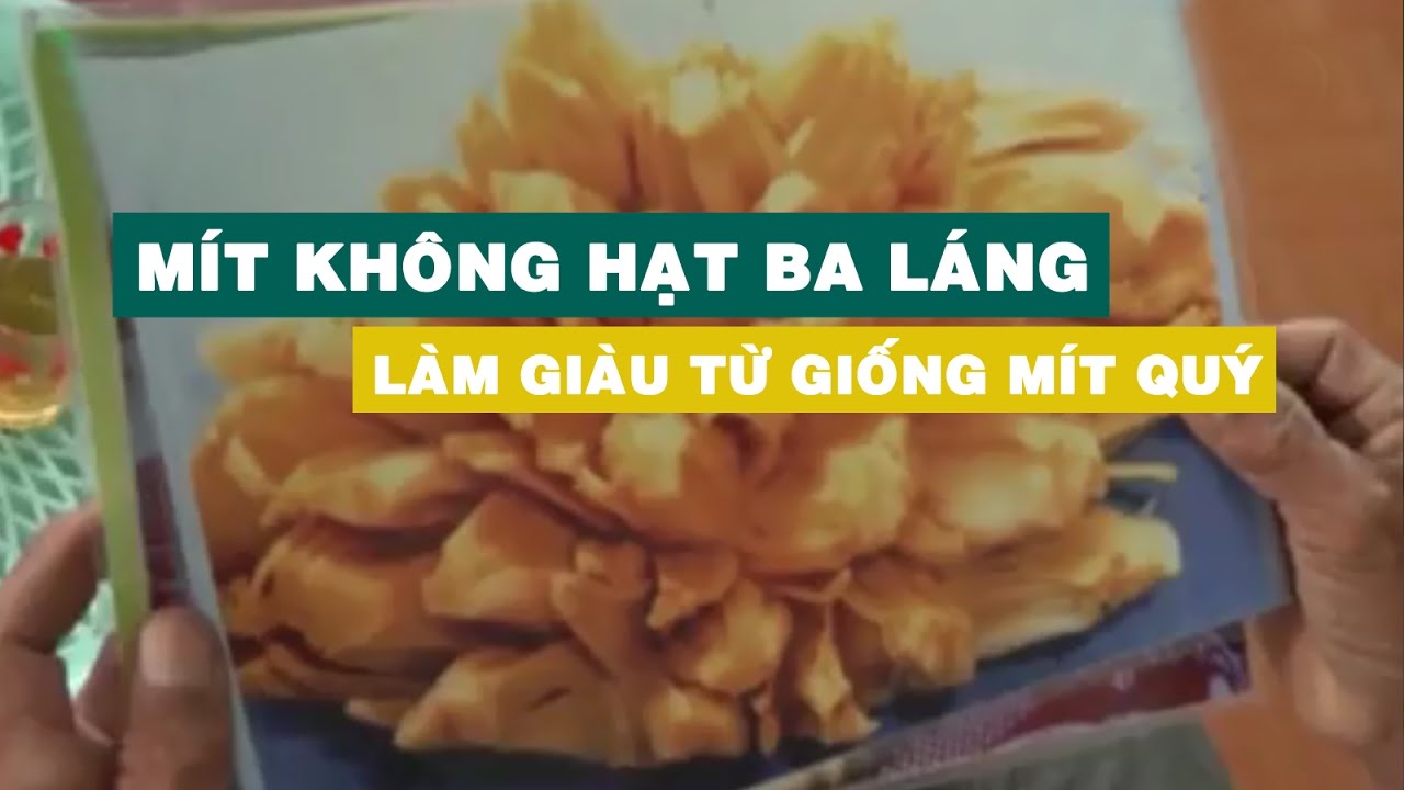 'Mít không hạt Ba Láng' giá tiền triệu vẫn cháy hàng