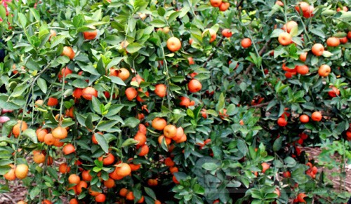 Cung cấp giống cây ăn quả chất lượng cao toàn quốc