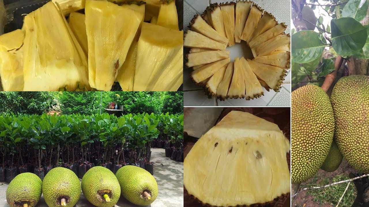 Kỹ thuật trồng mít không hạt ở miền Bắc