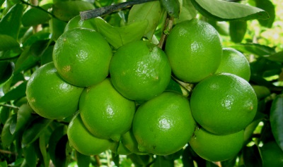 Bán cây giống chanh không hạt toàn quốc giá rẻ 