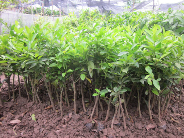 Cung cấp cây giống chanh không hạt trái chùm năng suất cao