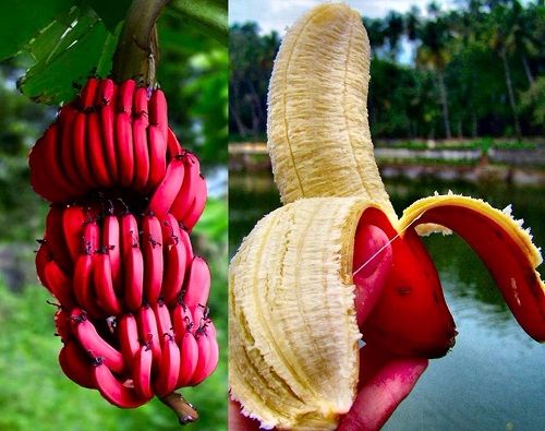 Bán giống chuối đỏ toàn quốc