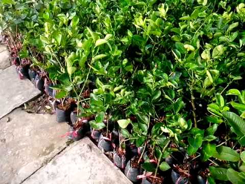 Phân phối cây giống chanh không hạt