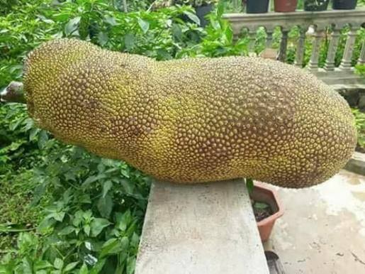 Xôn xao tìm trồng giống mít khủng dài gần 1m