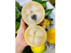 Giống cây vú sữa hoàng kim